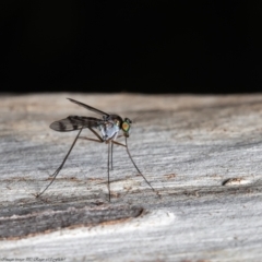 Dolichopodidae sp. (family) (Unidentified Long-legged fly) at Acton, ACT - 7 Dec 2021 by Roger