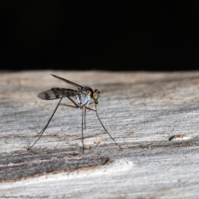Dolichopodidae (family) (Unidentified Long-legged fly) at Acton, ACT - 7 Dec 2021 by Roger