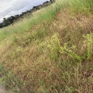 Potentilla recta at Wallaroo, NSW - 8 Dec 2021