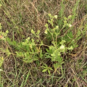 Potentilla recta at Wallaroo, NSW - 8 Dec 2021 10:34 AM