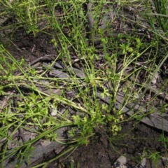Ranunculus pumilio (Ferny Small-flower Buttercup) at Hall, ACT - 30 Nov 2021 by pinnaCLE
