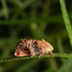 Peritropha oligodrachma (A twig moth) at Acton, ACT - 8 Dec 2021 by Roger