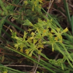 Pimelea curviflora (Curved Rice-flower) at Isabella Pond - 3 Nov 2021 by AndyRoo