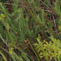 Pimelea curviflora at Monash, ACT - 3 Nov 2021