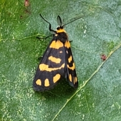 Asura lydia (Lydia Lichen Moth) at Cotter Reserve - 8 Dec 2021 by tpreston