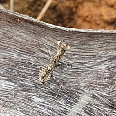 Paraoxypilus tasmaniensis (Black bark mantis or Boxing mantis) at Cotter Reserve - 8 Dec 2021 by tpreston