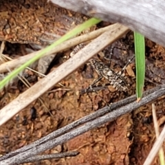 Paraoxypilus tasmaniensis at Coree, ACT - 8 Dec 2021