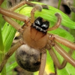 Delena cancerides (Social huntsman spider) at Cotter Reserve - 8 Dec 2021 by trevorpreston