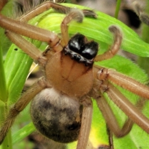 Delena cancerides at Coree, ACT - 8 Dec 2021