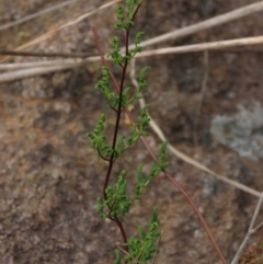 Cheilanthes sieberi (Rock Fern) at Isabella Pond - 3 Nov 2021 by AndyRoo