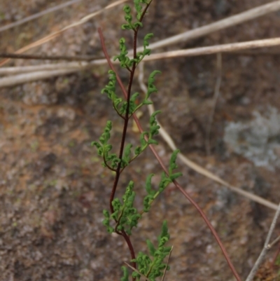 Cheilanthes sieberi (Rock Fern) at Isabella Pond - 3 Nov 2021 by AndyRoo