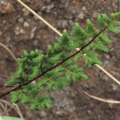 Cheilanthes sieberi at Monash, ACT - 3 Nov 2021 03:57 PM