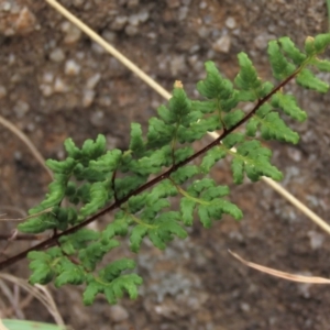 Cheilanthes sieberi at Monash, ACT - 3 Nov 2021