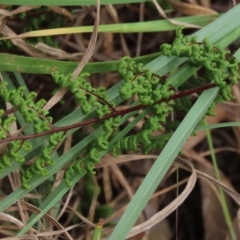 Cheilanthes sieberi at Monash, ACT - 3 Nov 2021 03:57 PM