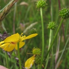 Ranunculus lappaceus (Australian Buttercup) at Hall Cemetery - 30 Nov 2021 by pinnaCLE