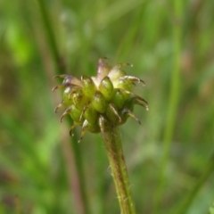 Ranunculus lappaceus at Hall, ACT - 30 Nov 2021