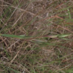 Themeda triandra (Kangaroo Grass) at Monash, ACT - 3 Nov 2021 by AndyRoo