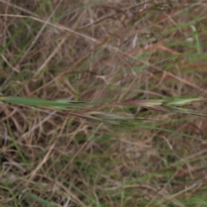 Themeda triandra at Monash, ACT - 3 Nov 2021 04:30 PM