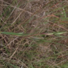 Themeda triandra (Kangaroo Grass) at Monash Grassland - 3 Nov 2021 by AndyRoo