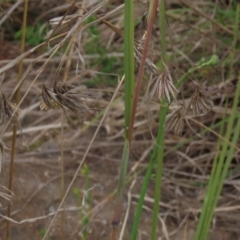 Themeda triandra at Monash, ACT - 3 Nov 2021 04:30 PM