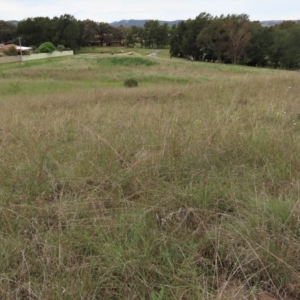 Themeda triandra at Monash, ACT - 3 Nov 2021 04:30 PM