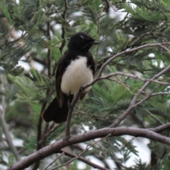 Rhipidura leucophrys (Willie Wagtail) at Isabella Pond - 3 Nov 2021 by AndyRoo