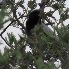 Coracina novaehollandiae (Black-faced Cuckooshrike) at Isabella Pond - 3 Nov 2021 by AndyRoo