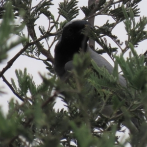 Coracina novaehollandiae at Monash, ACT - 3 Nov 2021 04:10 PM