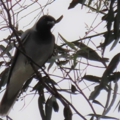 Coracina novaehollandiae at Monash, ACT - 3 Nov 2021