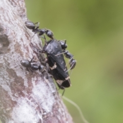 Eurymeloides bicincta (Gumtree hopper) at Mount Clear, ACT - 5 Dec 2021 by AlisonMilton