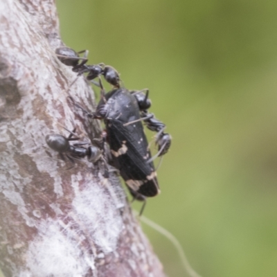 Eurymeloides bicincta (Gumtree hopper) at Mount Clear, ACT - 5 Dec 2021 by AlisonMilton