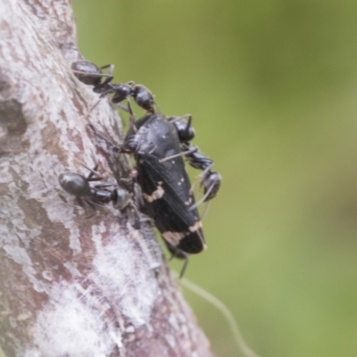 Eurymeloides bicincta (Gumtree hopper) at Namadgi National Park - 4 Dec 2021 by AlisonMilton