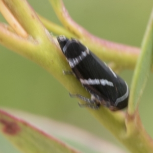 Eurymeloides bicincta at Mount Clear, ACT - 5 Dec 2021 09:52 AM