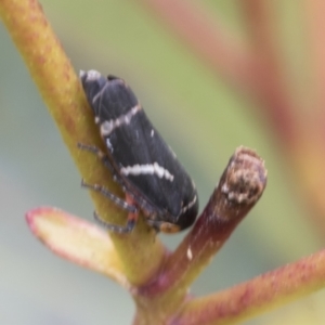 Eurymeloides bicincta at Mount Clear, ACT - 5 Dec 2021