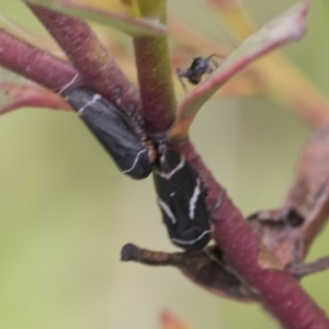 Eurymeloides bicincta at Mount Clear, ACT - 5 Dec 2021