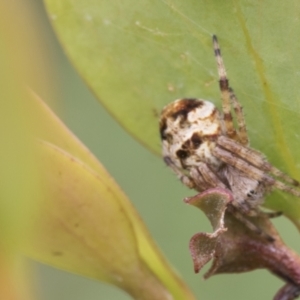 Araneinae (subfamily) at Mount Clear, ACT - 5 Dec 2021