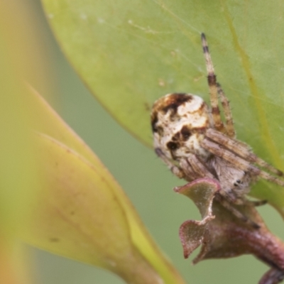 Araneinae (subfamily) (Orb weaver) at Mount Clear, ACT - 4 Dec 2021 by AlisonMilton