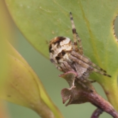 Araneinae (subfamily) at Mount Clear, ACT - 5 Dec 2021