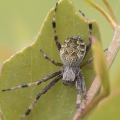 Cyclosa fuliginata (species-group) (An orb weaving spider) at Mount Clear, ACT - 4 Dec 2021 by AlisonMilton