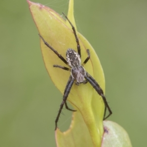 Salsa fuliginata at Mount Clear, ACT - 5 Dec 2021