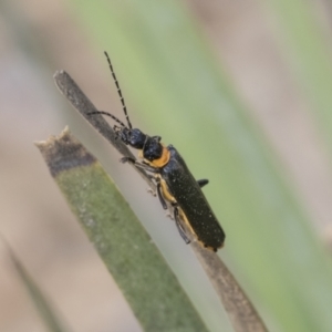 Chauliognathus lugubris at Mount Clear, ACT - 5 Dec 2021 04:37 PM