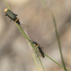 Chauliognathus lugubris at Mount Clear, ACT - 5 Dec 2021 04:37 PM