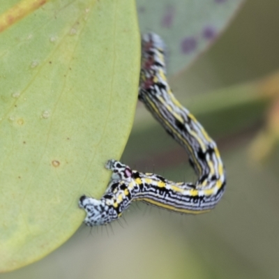 Chlenias banksiaria group (A Geometer moth) at Yaouk, NSW - 5 Dec 2021 by AlisonMilton