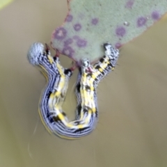 Chlenias banksiaria group at Yaouk, NSW - 5 Dec 2021