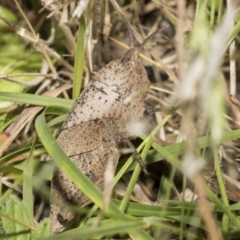 Goniaea australasiae (Gumleaf grasshopper) at Yaouk, NSW - 5 Dec 2021 by AlisonMilton