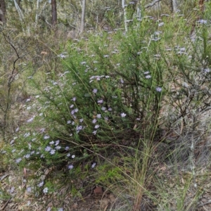 Olearia tenuifolia at Michelago, NSW - 7 Dec 2021