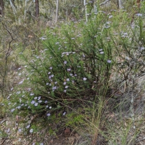 Olearia tenuifolia at Michelago, NSW - 7 Dec 2021 03:35 PM