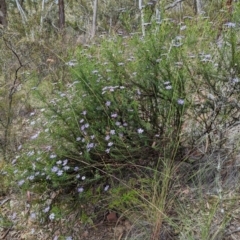 Olearia tenuifolia (Narrow-leaved Daisybush) at Michelago, NSW - 7 Dec 2021 by mainsprite