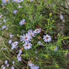 Olearia tenuifolia at Michelago, NSW - 7 Dec 2021 03:35 PM