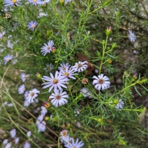 Olearia tenuifolia at Michelago, NSW - 7 Dec 2021 03:35 PM